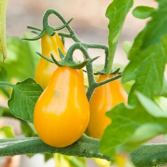 100 Ct Yellow Pear Tomato Garden Heirloom NON-GMO Vegetable Seeds | www.seedsplantworld.com