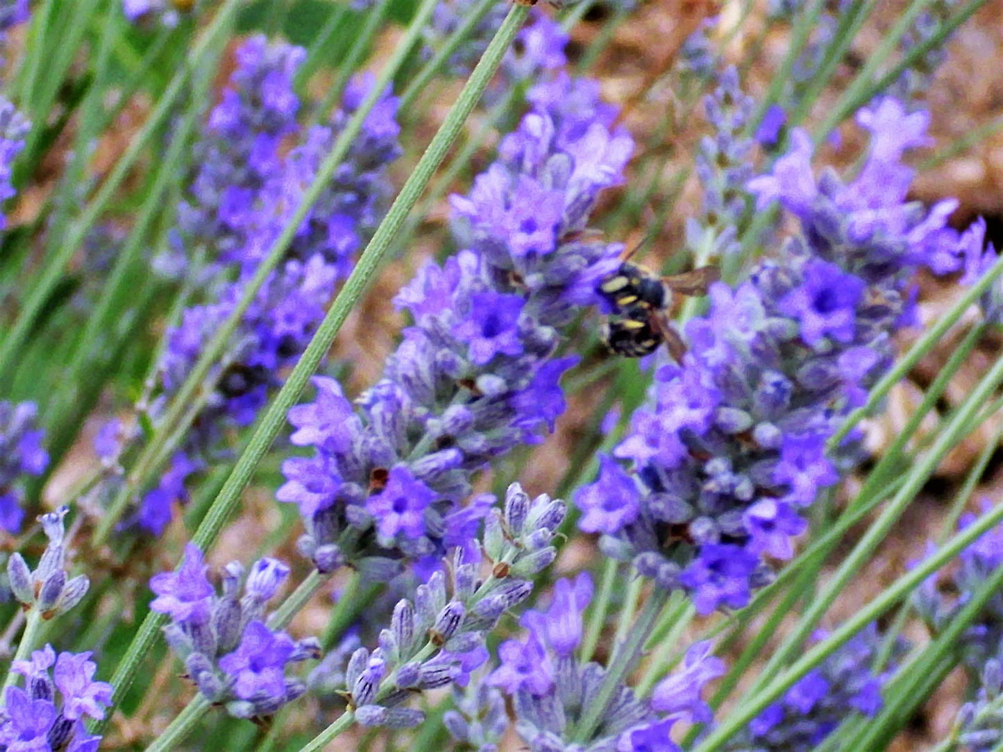 150 Portuguese Spike Lavender Lavandula Latifolia Blue Purple Flower Herb Seeds | www.seedsplantworld.com