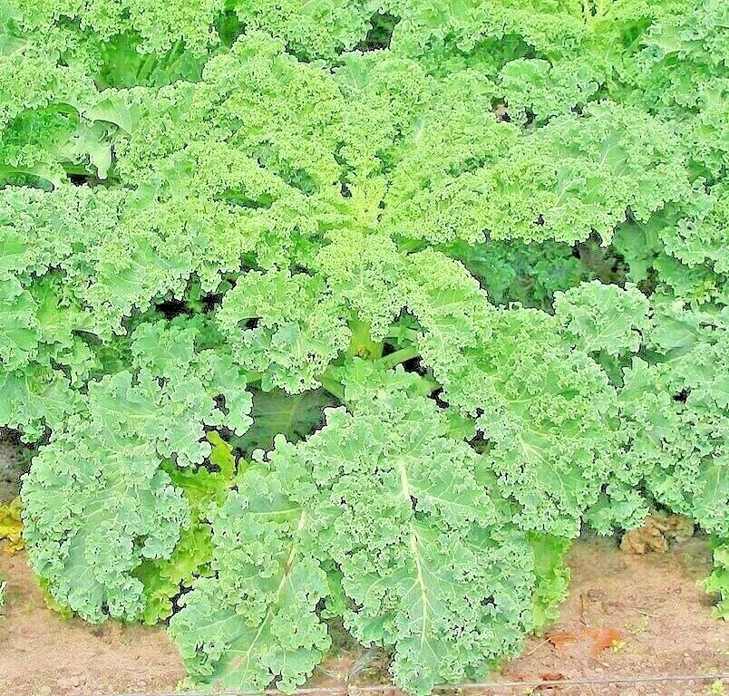 1200 Kale Dwarf Autumn Mix Vegetable Garden Salads Microgreens Non-Gmo Vegetable Seeds | www.seedsplantworld.com