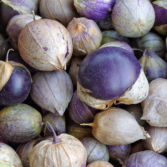 50 Ct Purple Tomatillo Salsa Heirloom NON-GMO Vegetable Seeds | www.seedsplantworld.com