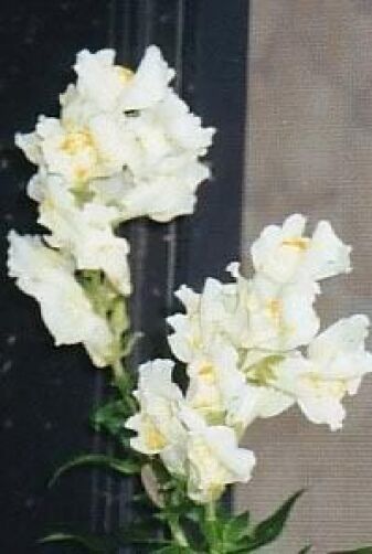 250 White Snowflake Snapdragon Antirrhinum Majus Flower Seeds | www.seedsplantworld.com