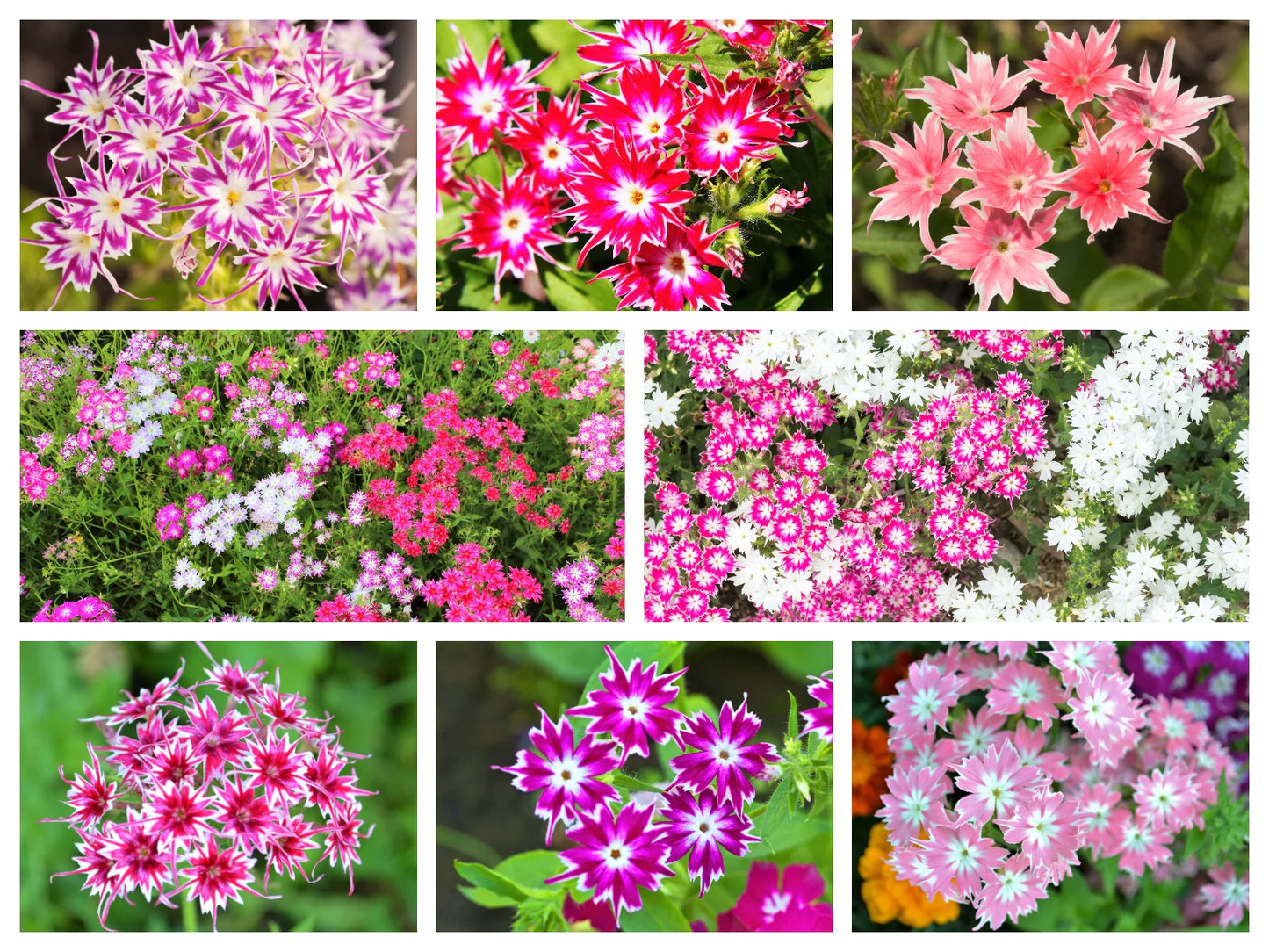 100 Twinkle Dwarf Phlox Drummondii Cuspidata Stellaris Star Mix Flower Seeds | www.seedsplantworld.com