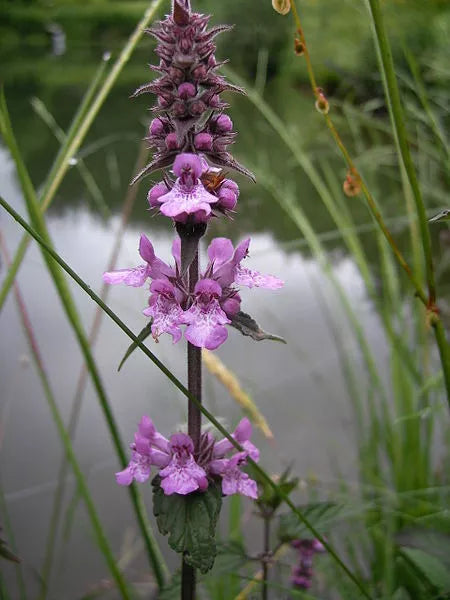 25 Marsh Woundwort Hedge Nettle Stachys Palustris Herb Purple Flower Seeds | www.seedsplantworld.com