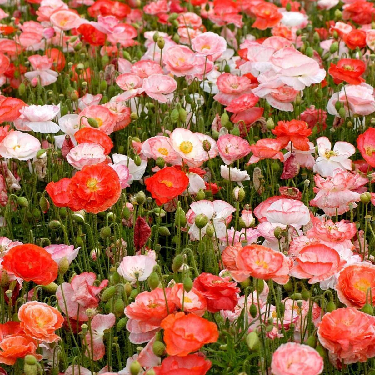 1000+ Double Shirley Poppy Mixed Colorful Flower Seeds | www.seedsplantworld.com