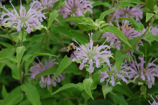 300+ Bee Balm Wild Bergamot Monarda Native Wildflower Herb Seeds | www.seedsplantworld.com