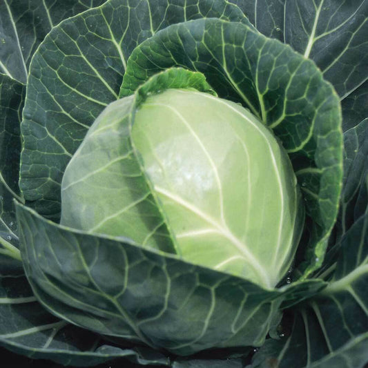 500+ Copenhagen Market Cabbage Garden NON-GMO Vegetable Seeds | www.seedsplantworld.com