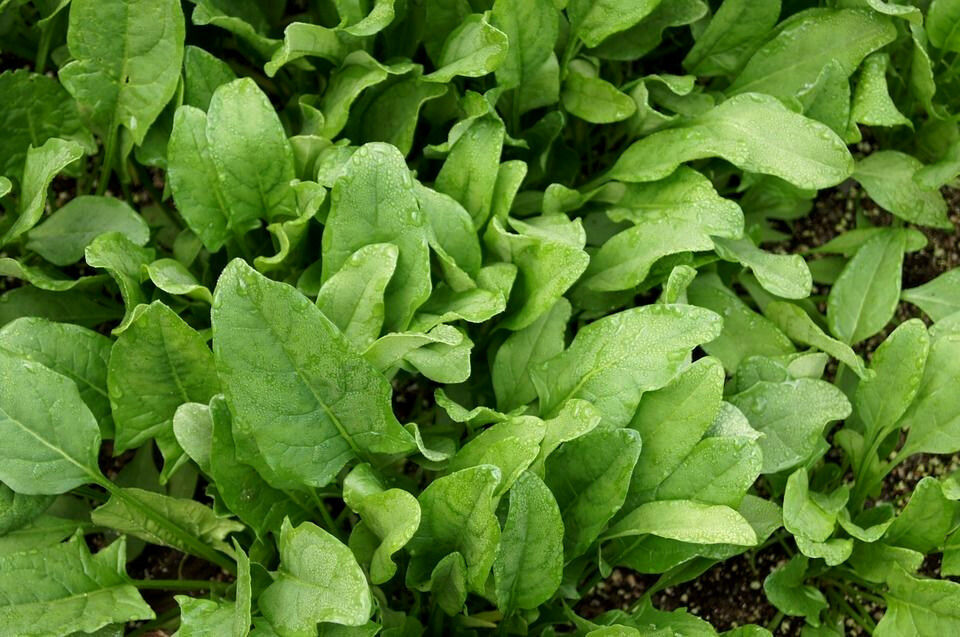 400 Monstrueux De Viroflay Spinach French Spinacia Oleracea Vegetable Seeds | www.seedsplantworld.com