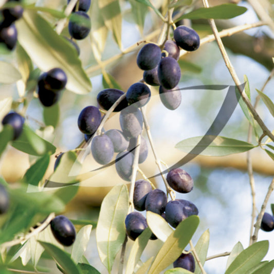 15 Olive Olive Tree Olea Europaea Tree Seeds | www.seedsplantworld.com