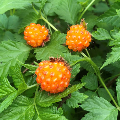 Salmonberry (Rubus Spectabilis) Pink Red Flowers Golden Raspberry Fruit Plants