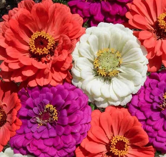 100+ Under The Sea Zinnia Elegans Annual Mixed Flower Seeds | www.seedsplantworld.com