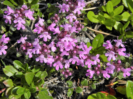 100 Mother Of Thyme Lemon Broadleaved Thymus Pulegioides Herb Pink Flower Seeds | www.seedsplantworld.com