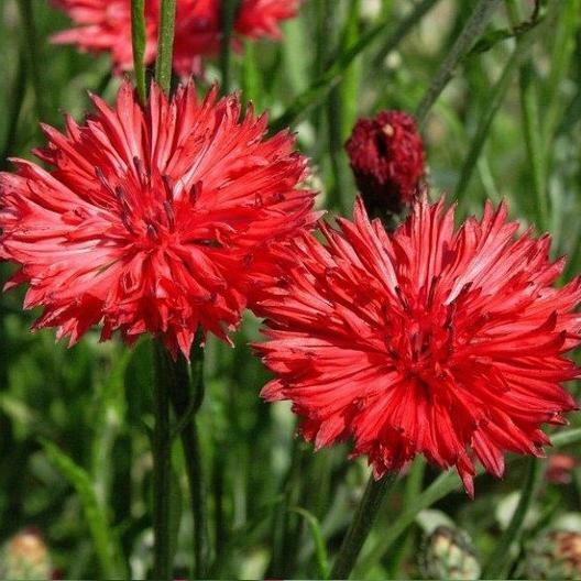 200+ Tall Red Cornflower Bachelor Button Flower Seeds | www.seedsplantworld.com