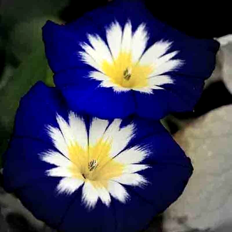 25 Morning Glory Hummingbird Mix Dwarf Flower Seeds | www.seedsplantworld.com