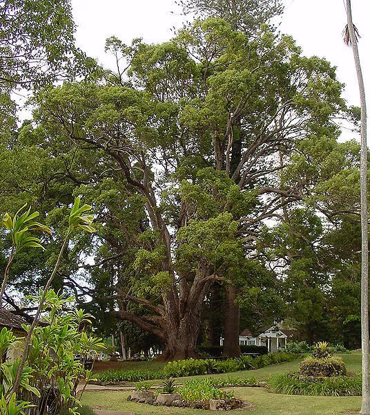 5 Camphor Tree Laurel Cinnamomum Camphora Camphorwood White Flower Black Seeds | www.seedsplantworld.com