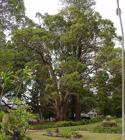 5 Camphor Tree Laurel Cinnamomum Camphora Camphorwood White Flower Black Seeds | www.seedsplantworld.com