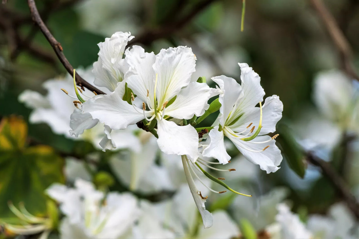 10 White Orchid Tree Bauhinia Alba Camel'S Foot Butterfly Flower Tree Seeds | www.seedsplantworld.com