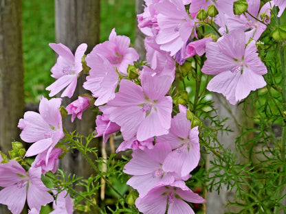 Pink Musk Mallow 102 Seeds