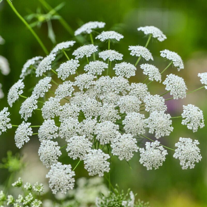 300+ Bishops's Ammi Majus White Flower Seeds | www.seedsplantworld.com