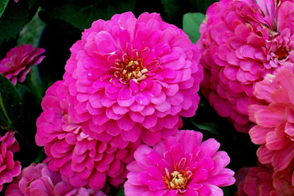 300 Rose Zinnia Flower Seeds