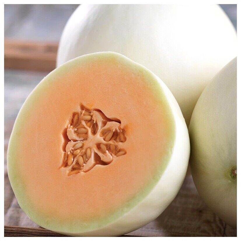 50+ Honey Dew Orange Flesh Cantaloupe Muskmelon Fruit Seeds | www.seedsplantworld.com