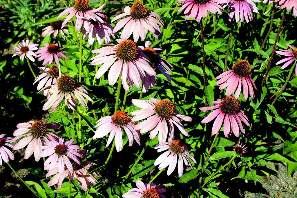 Purple Echinacea 100 Seeds | www.seedsplantworld.com