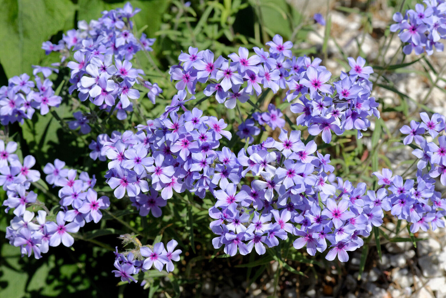 20 Prairie Phlox Pilosa Mixed Colors Pink Purple White Native Flower Seeds | www.seedsplantworld.com