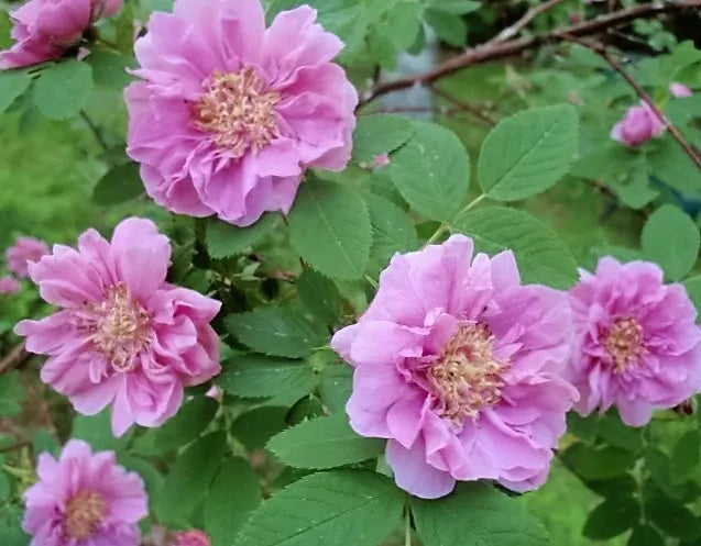 10 Pink Cinnamon Rose Bush Amur Rosa Davurica Fragrant Flower Seeds | www.seedsplantworld.com