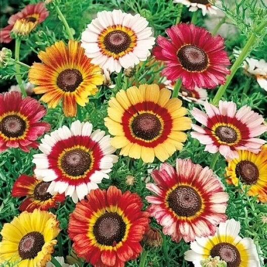 240 Daisy Painted Tricolor Tri Color Flower Seeds | www.seedsplantworld.com