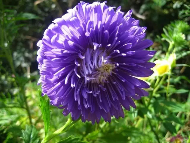 30 Duchess Dark Blue Paeony Aster French Peony Callistephus Flower Seeds | www.seedsplantworld.com