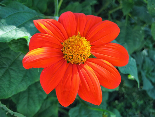 50+ Mexican Sunflower Tithinia Torch Flower Seeds | www.seedsplantworld.com