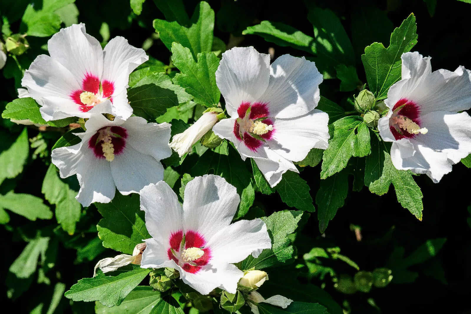 25 White & Hot Pink Rose Of Sharon Hibiscus Syriacus Flower Tree Bush Seeds | www.seedsplantworld.com