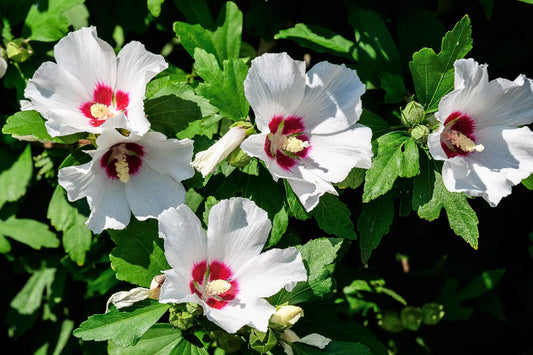 25 White & Hot Pink Rose Of Sharon Hibiscus Syriacus Flower Tree Bush Seeds | www.seedsplantworld.com