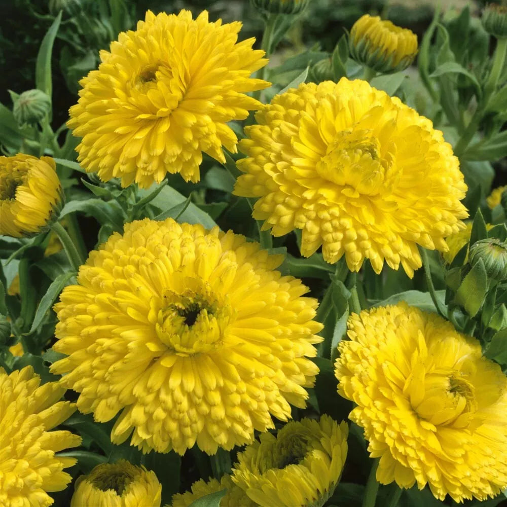 20 Golden Emperor Calendula Seeds Non-GMO Flower Seeds | www.seedsplantworld.com