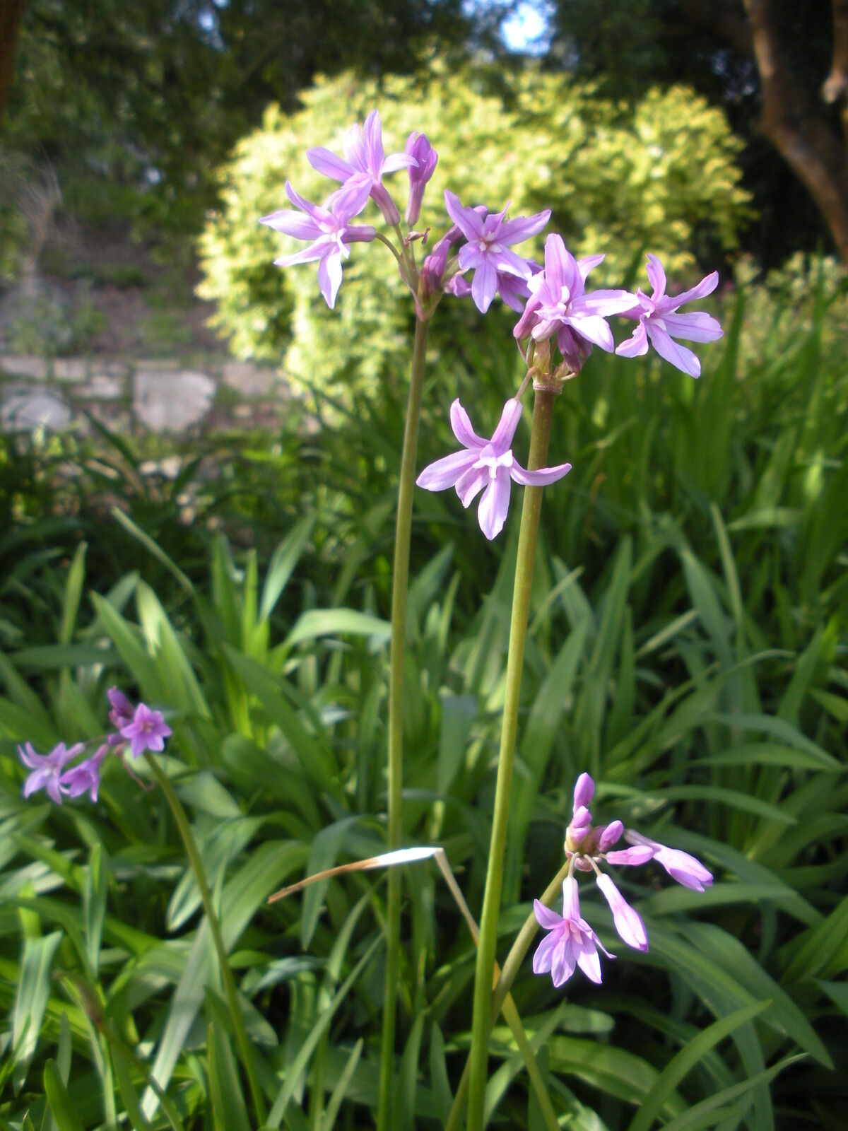 15 Garlic Society Garlic Perennial Flower Edible Flower Seeds | www.seedsplantworld.com