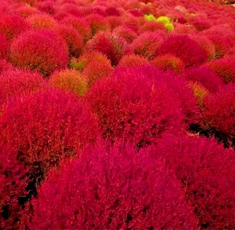 200 Rare Burning Bush Ornamental Grass Seeds | www.seedsplantworld.com