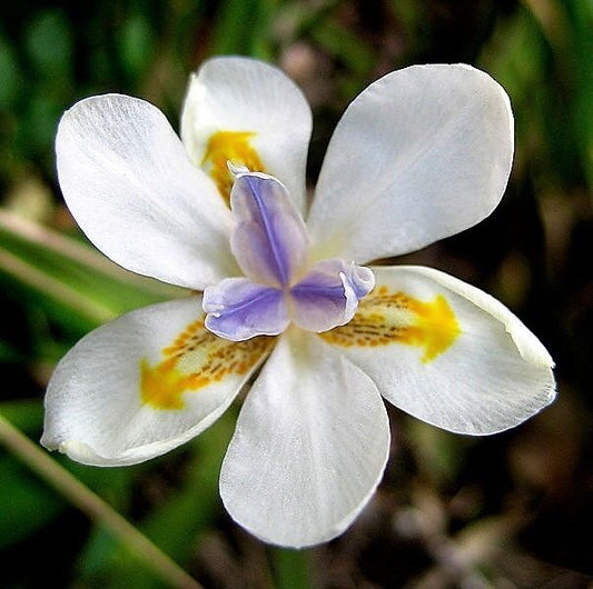 25 White African Iris Fortnight Lily Dietes Iridioides Butterfly Flower Seeds | www.seedsplantworld.com