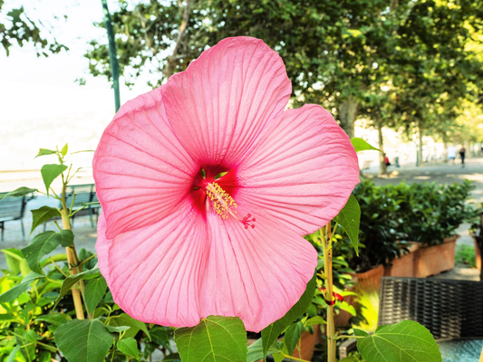 20 Light Pink Hibiscus Moscheutos Var. Palustris Hardy Flower Seeds | www.seedsplantworld.com