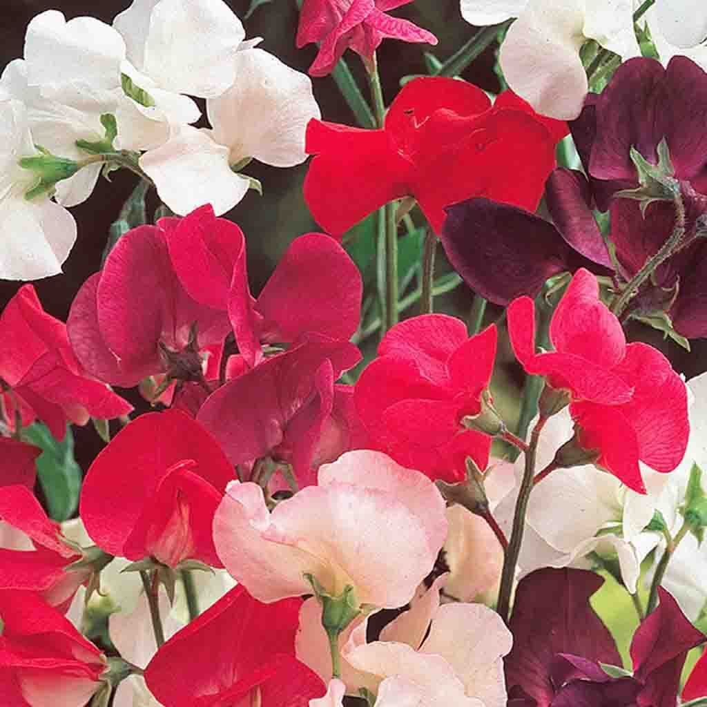 25 Ct Sweet Pea Knee High Mix Annual Flower Seeds | www.seedsplantworld.com