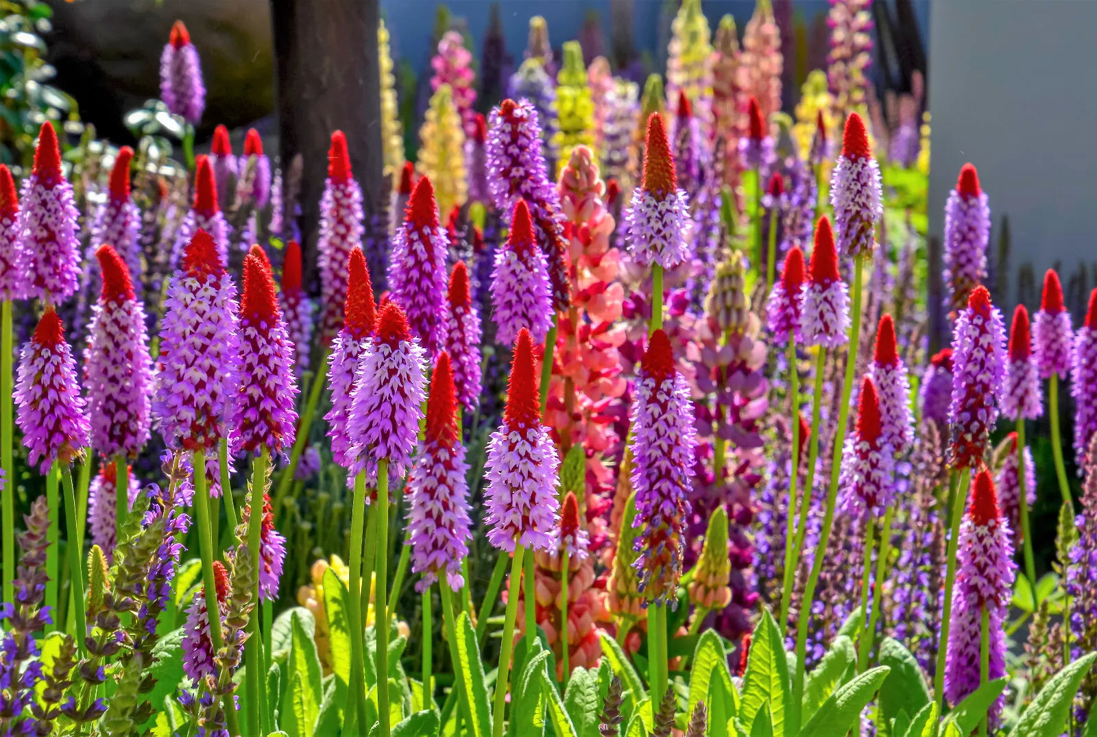 20 Orchid Primrose Primula Vialii Red Hot Poker Pink Purple Shade Flower Seeds | www.seedsplantworld.com