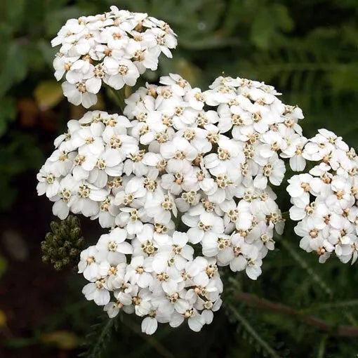 500 White Yarrow Seeds Non-GMO Flower Seeds | www.seedsplantworld.com