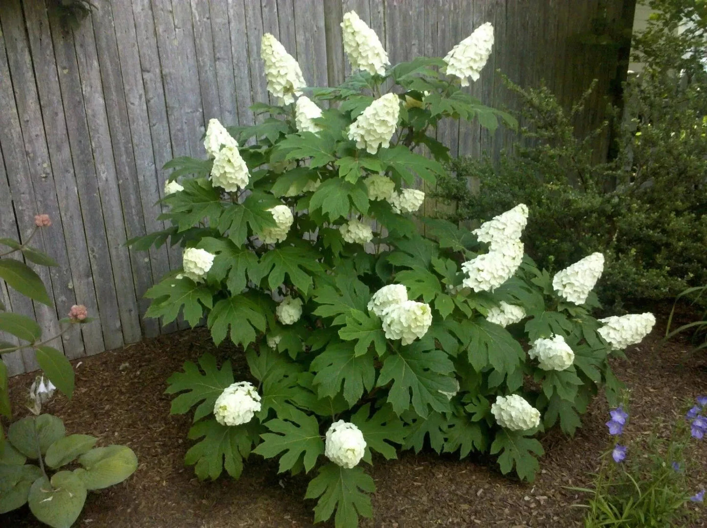 Oakleaf Hydrangea Live Plant 4" Pot