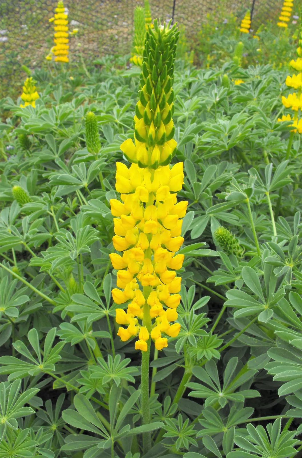 50 Golden Lupine Lupinus Densiflorus Yellow Hummingbird Flower Seeds | www.seedsplantworld.com