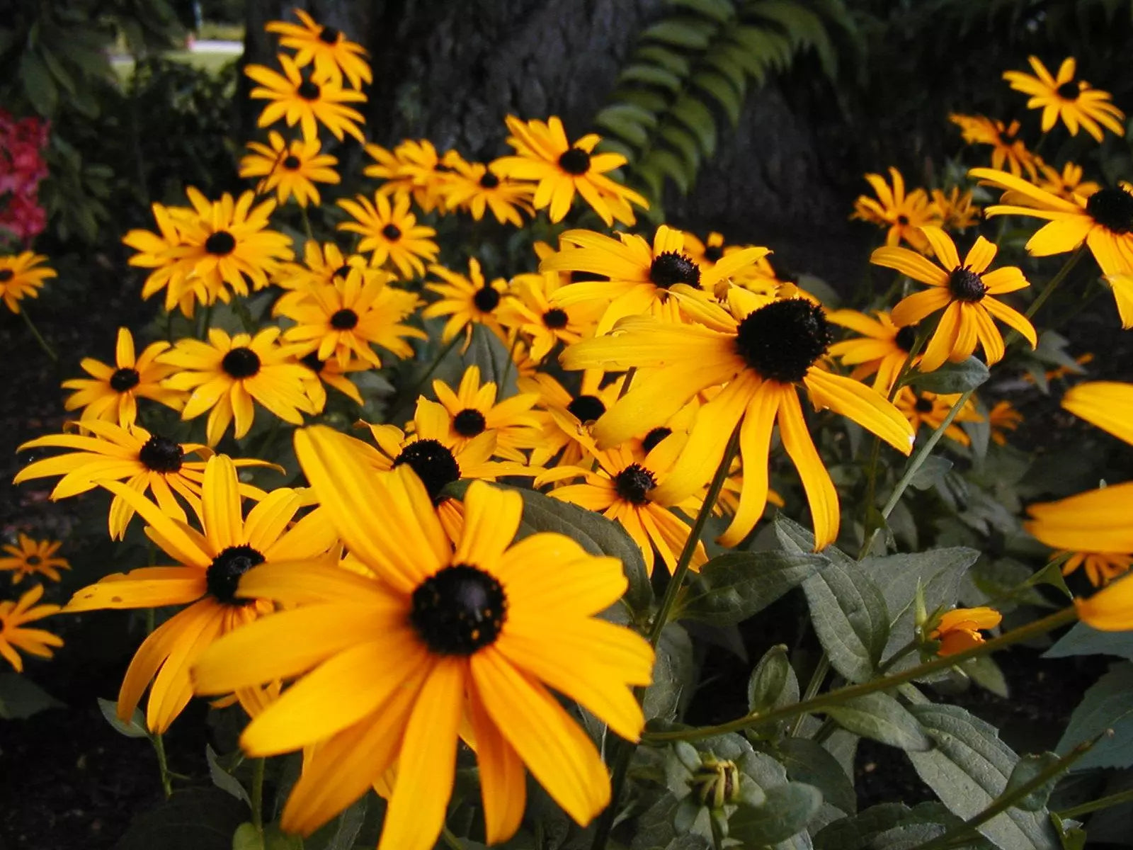 1000 Black Eyed Susan Cut Flower Yellow Flower Seeds | www.seedsplantworld.com