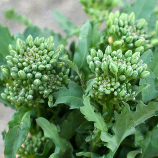 600+ Broccoli Raab Spring Rapini NON-GMO Heirloom Vegetable Seeds | www.seedsplantworld.com