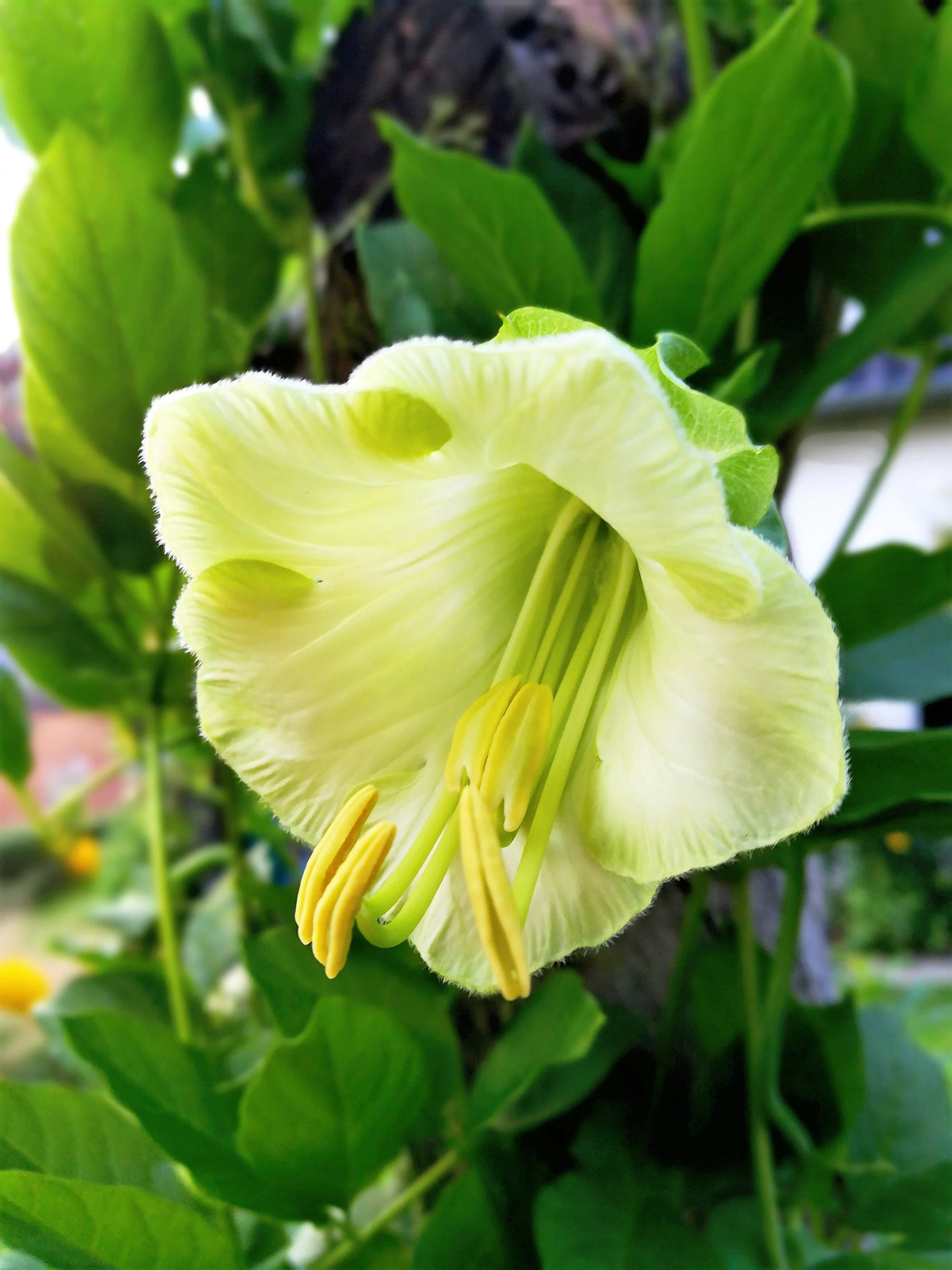 5 White Cathedral Bells Vine Cup & Saucer Cobaea Scandens Alba Flower Seeds | www.seedsplantworld.com