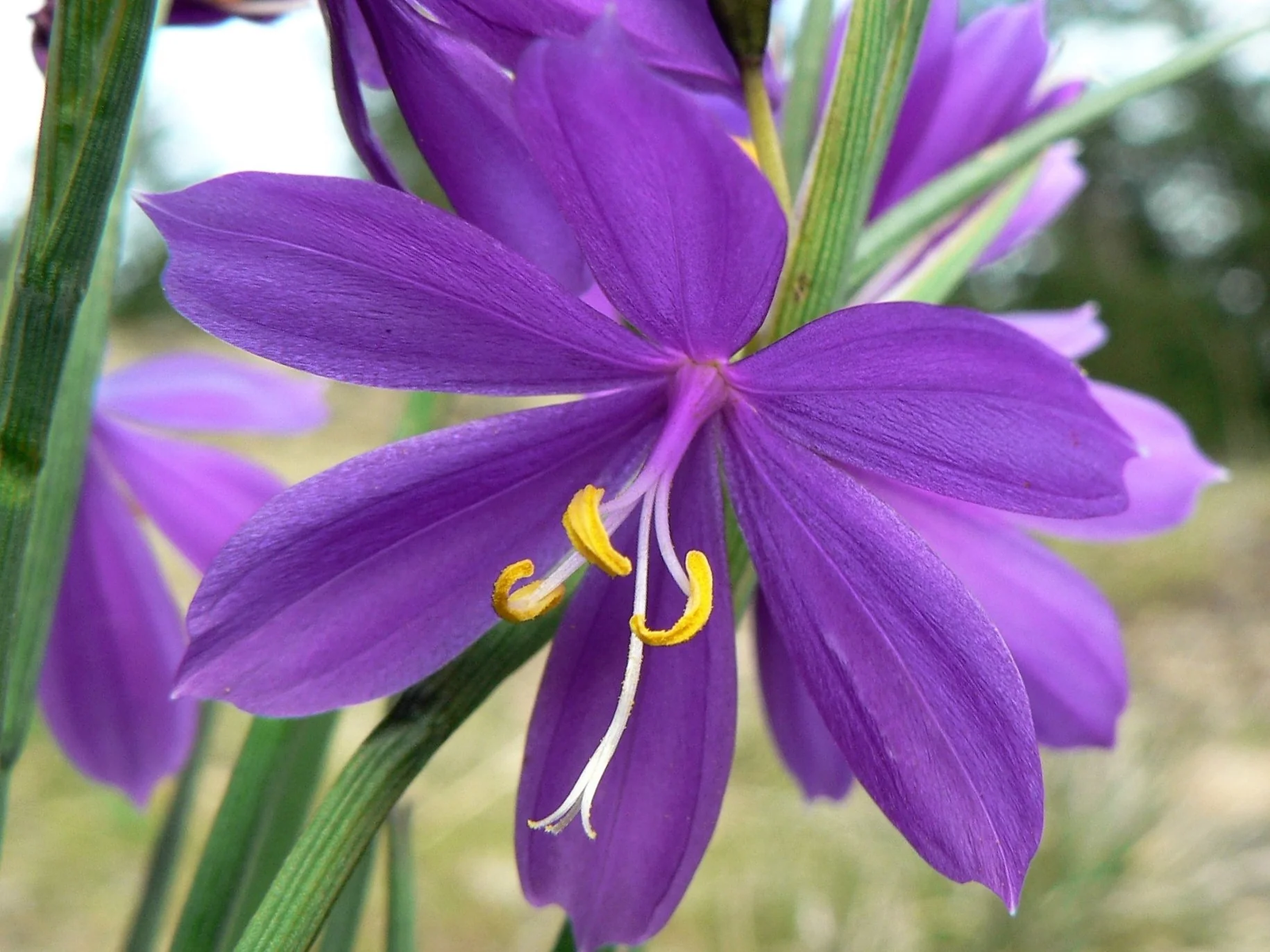 20 Grasswidow Purple-Eyed Grass Widow Olsynium Douglasii Purple Flower Seeds | www.seedsplantworld.com