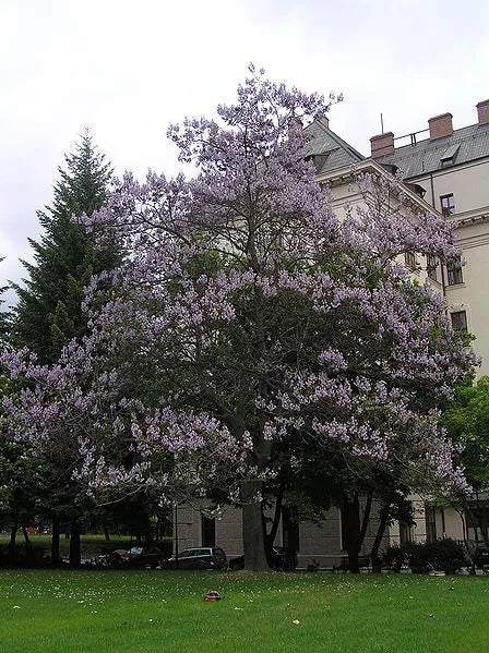 400 Royal Paulownia Empress Tree Tomentosa Flower Seeds | www.seedsplantworld.com