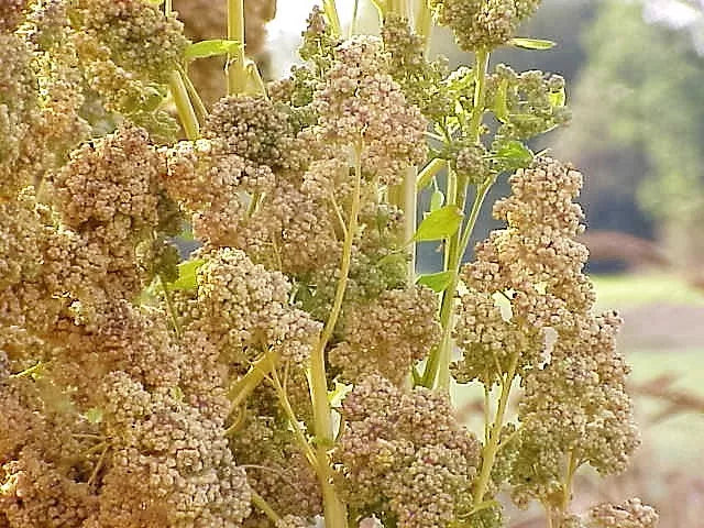 50 Organic Mint Vanilla Quinoa Green & White Chenopodium Vegetable Grain Seeds | www.seedsplantworld.com