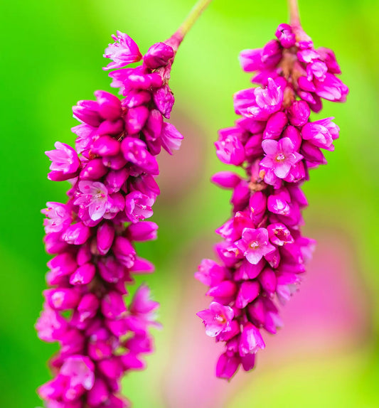 10 Kiss Me Over The Garden Gate Polygonum Orientale Persicaria Pink Flower Seeds | www.seedsplantworld.com