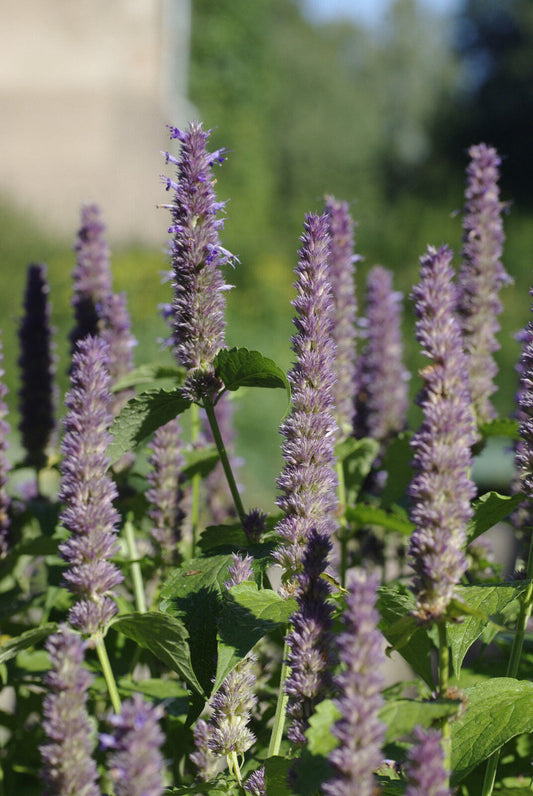 640 Anise Hyssop Anise Hyssop - Herb - Licorice Scented Foliage Herb Seeds | www.seedsplantworld.com